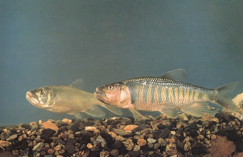 (Opsariichthys Bleeker, 1863) Род Опсариихтисы, Опсариихты, Троегубы
